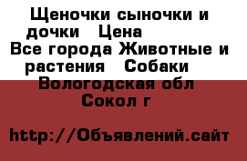 Щеночки-сыночки и дочки › Цена ­ 30 000 - Все города Животные и растения » Собаки   . Вологодская обл.,Сокол г.